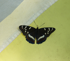 Limenitis populi