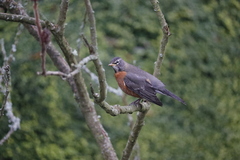 Turdus migratorius