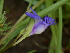 Polygala stenoclada