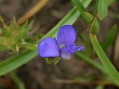 Polygala stenoclada