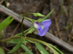 Polygala stenoclada