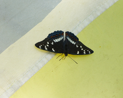 Limenitis populi