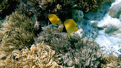 Forcipiger longirostris