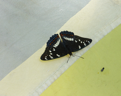Limenitis populi
