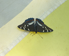 Limenitis populi