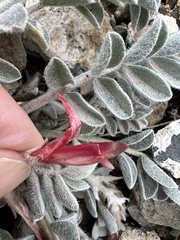 Astragalus coccineus