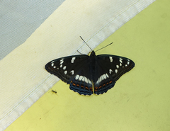 Limenitis populi