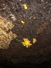 Calocera