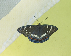 Limenitis populi