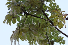 Cecropia obtusifolia