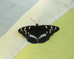 Limenitis populi