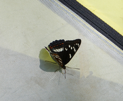Limenitis populi