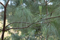 Pinus pseudostrobus