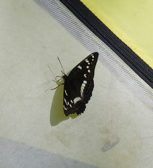 Limenitis populi