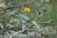 Lasianthaea macrocephala