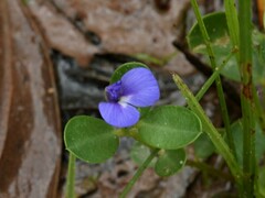 Polygala validiflora