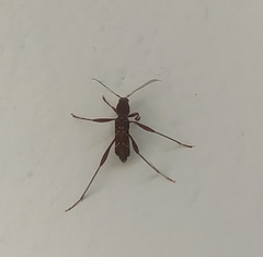 Neoclytus cacicus