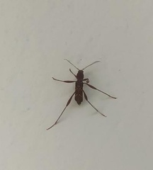 Neoclytus cacicus