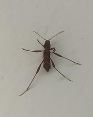 Neoclytus cacicus