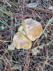 Suillus pungens