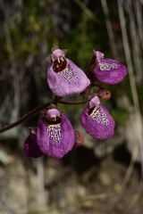 Calceolaria cana
