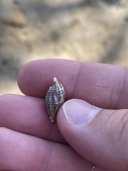 Batillaria australis