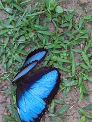 Morpho menelaus