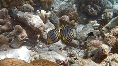 Chaetodon meyeri