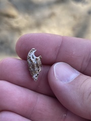 Batillaria australis