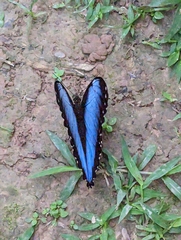 Morpho menelaus