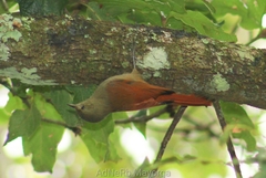 Sittasomus griseicapillus