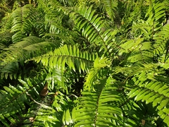 Nephrolepis biserrata