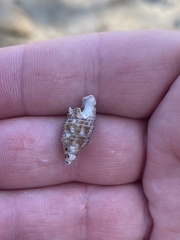 Batillaria australis