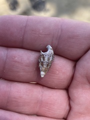 Batillaria australis