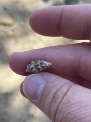 Batillaria australis