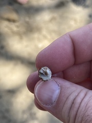 Batillaria australis