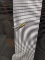 Italochrysa insignis