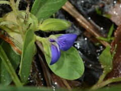 Polygala validiflora