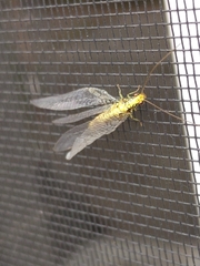 Italochrysa insignis