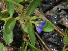 Polygala validiflora
