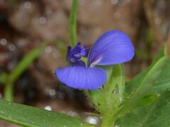 Polygala validiflora