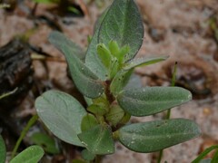 Polygala validiflora