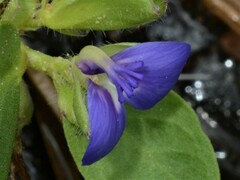 Polygala validiflora