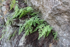Adiantum capillus-veneris