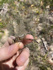 Hemicordulia continentalis