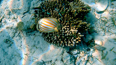 Chaetodon ornatissimus
