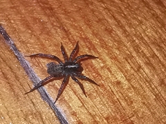 Artoriinae