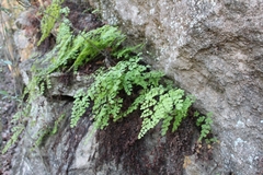 Adiantum capillus-veneris