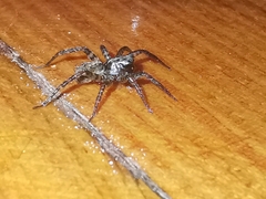 Artoriinae