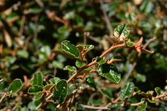 Pomaderris paniculosa